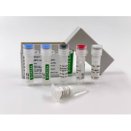 qPCR HLVd Set, 96 Tests | Hornik