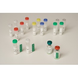 Barley yellow dwarf virus-RPV BYDV-RPV IgG 500 Tests VE 0,1 ml